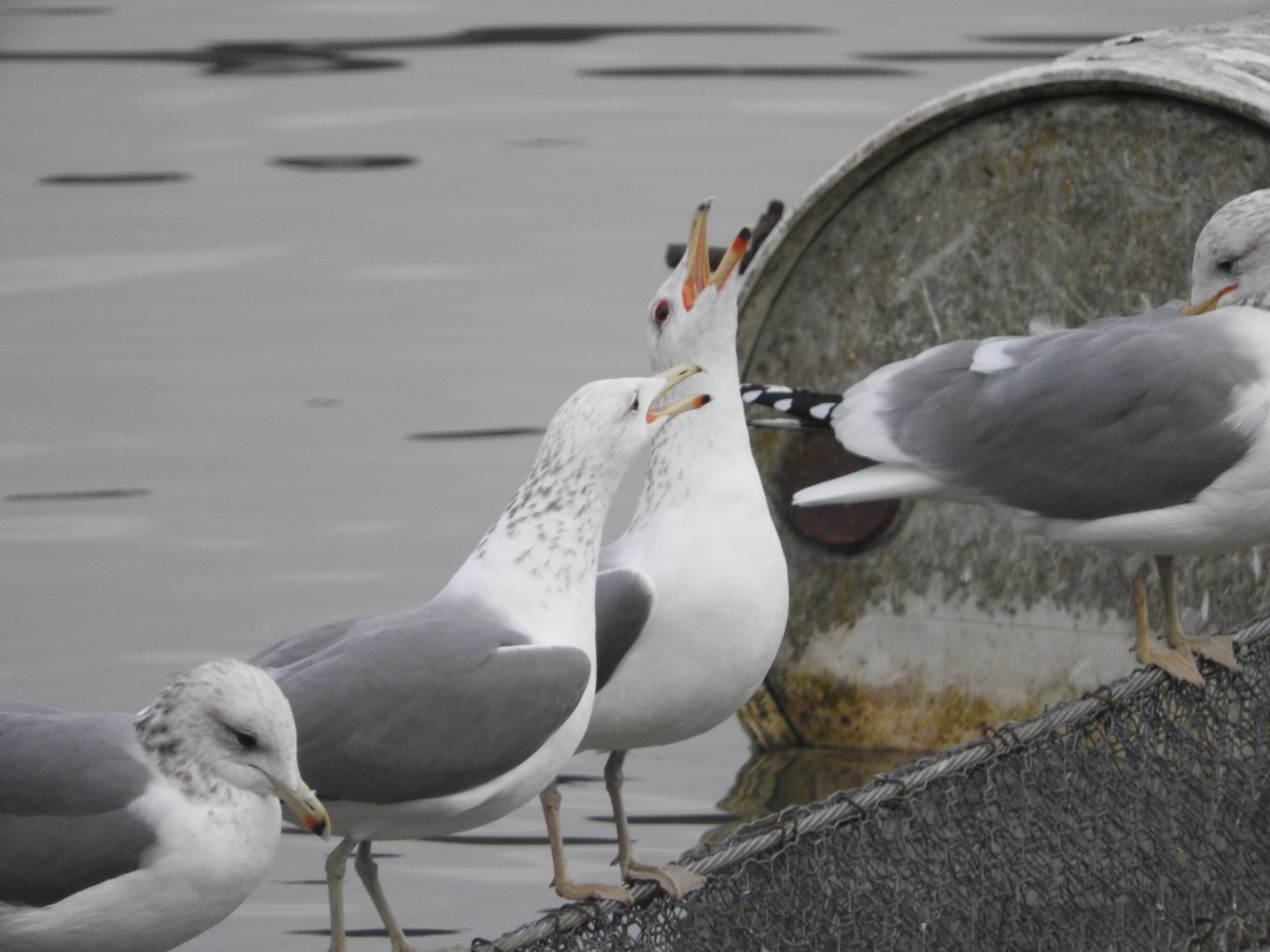 California Gulls
