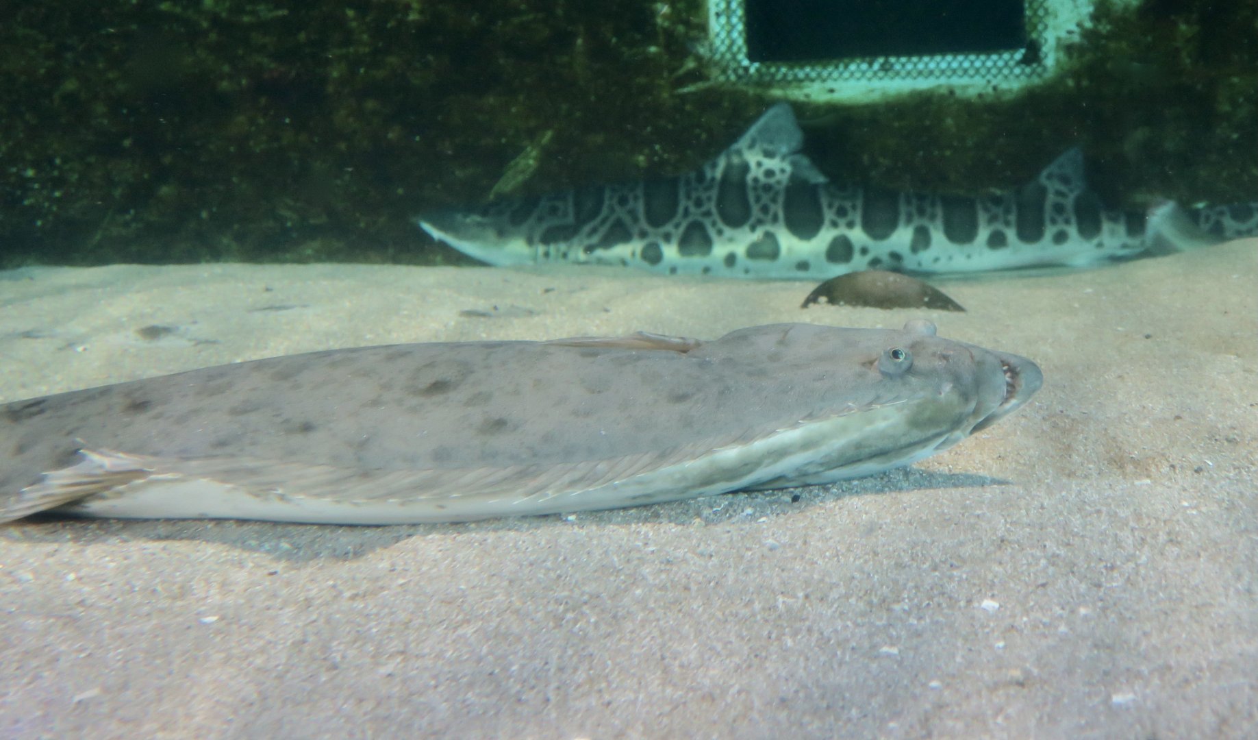 California Halibut (Paralichthys californicus)