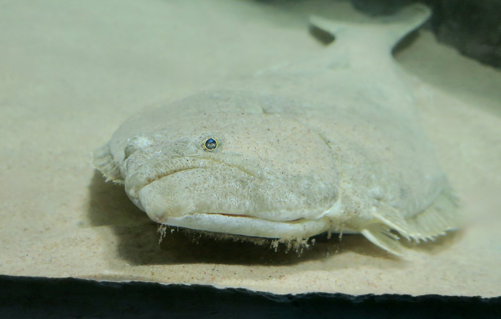 California Halibut (Paralichthys californicus)