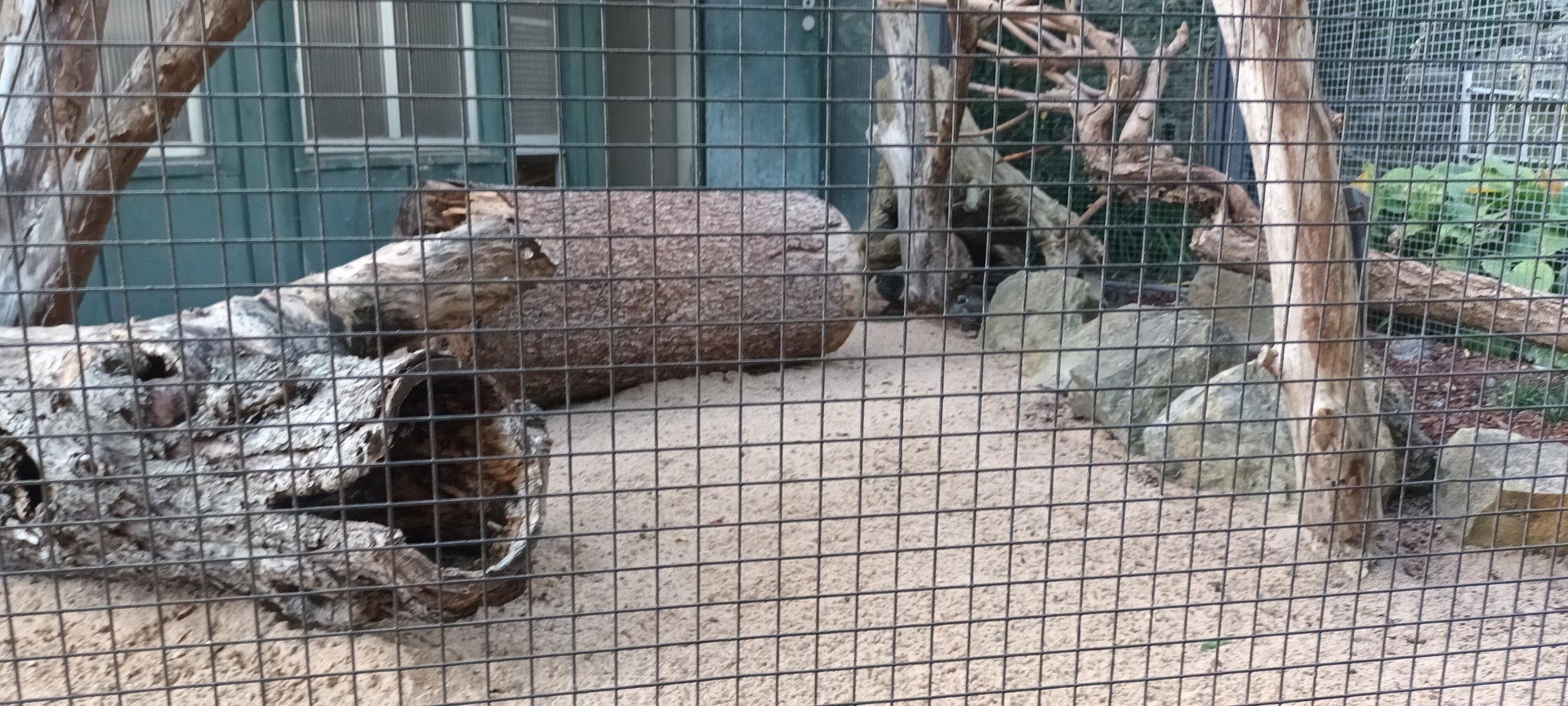 California Helmeted Quail Aviary