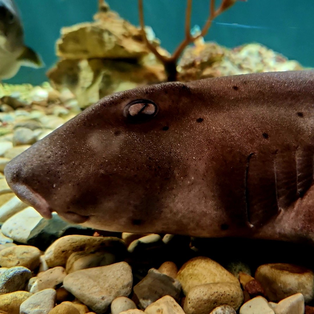 California Horn Shark (Heterodontus francisci)