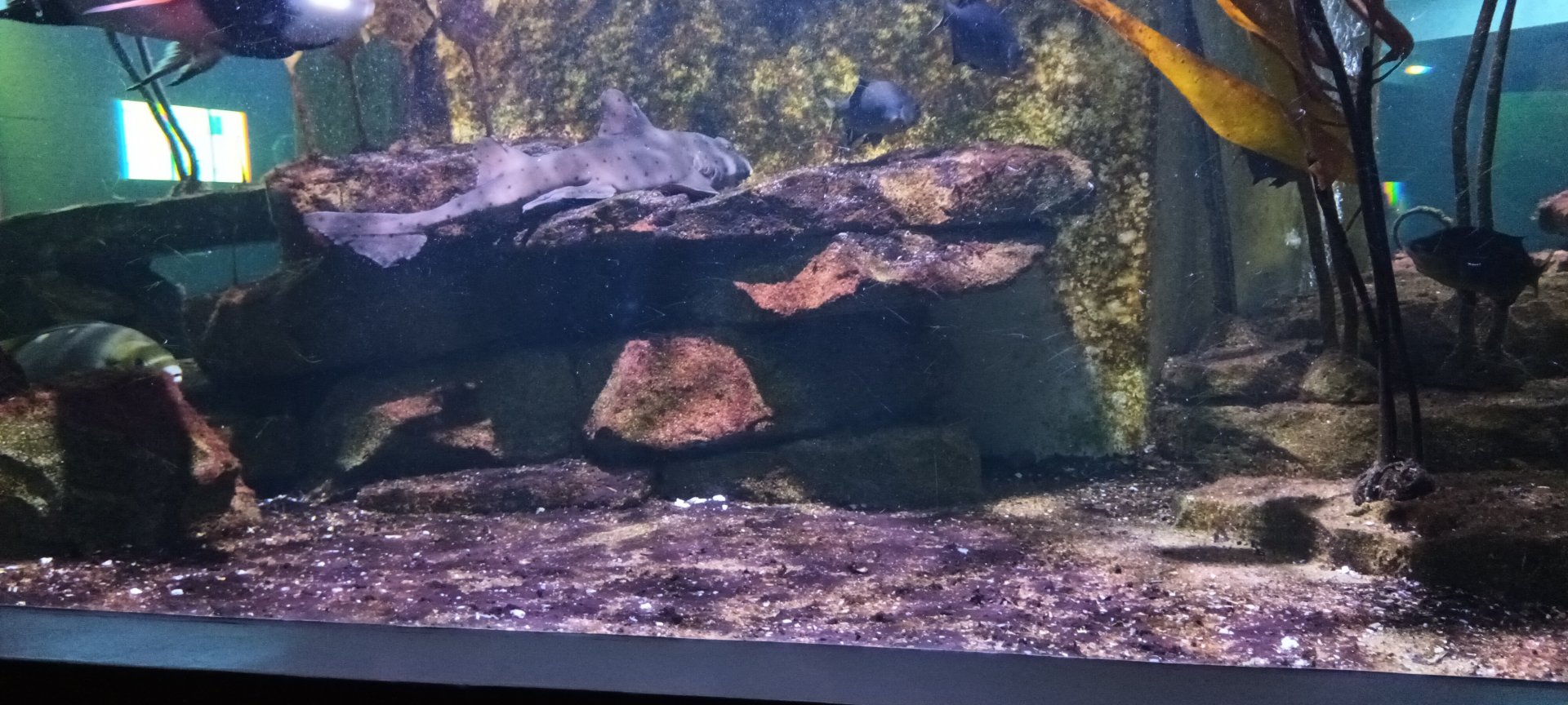 California Horn Shark