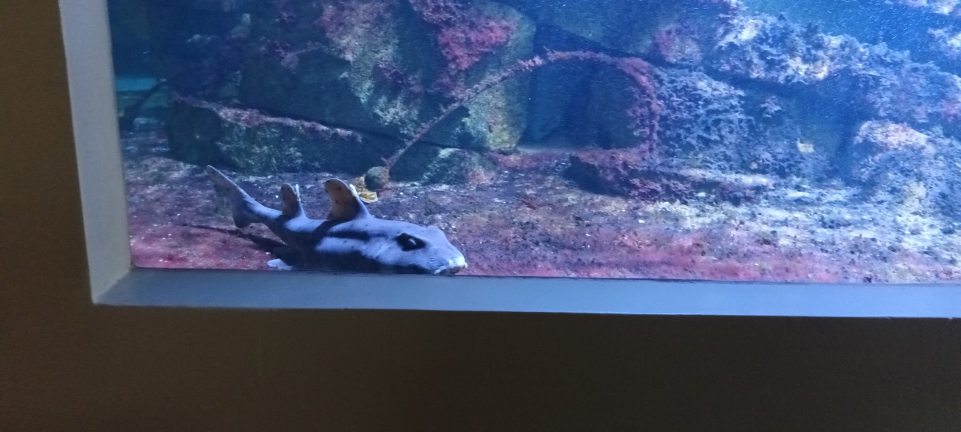 California horn Shark