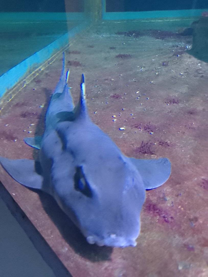 California horn shark