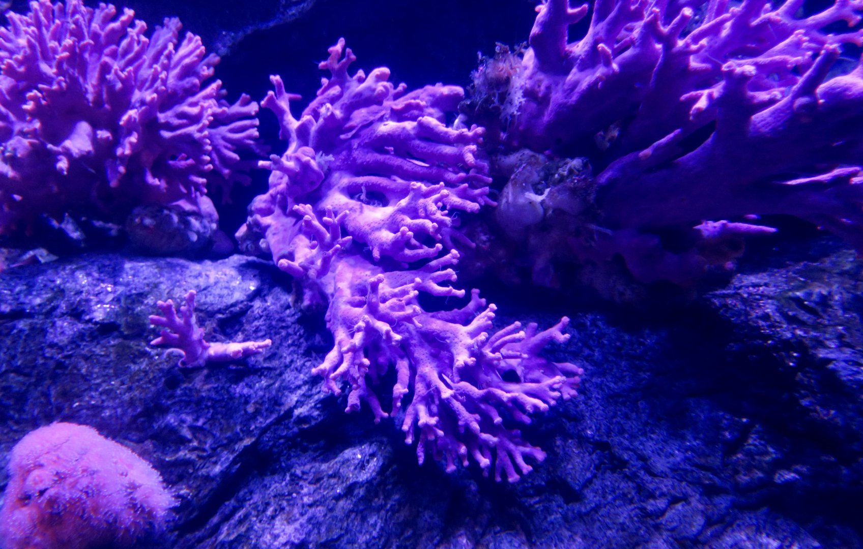 California Hydrocoral (Stylaster californicus)