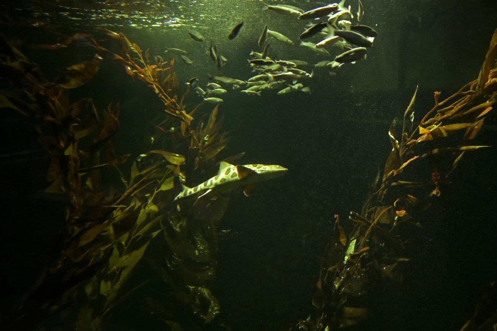 California kelp aquarium
