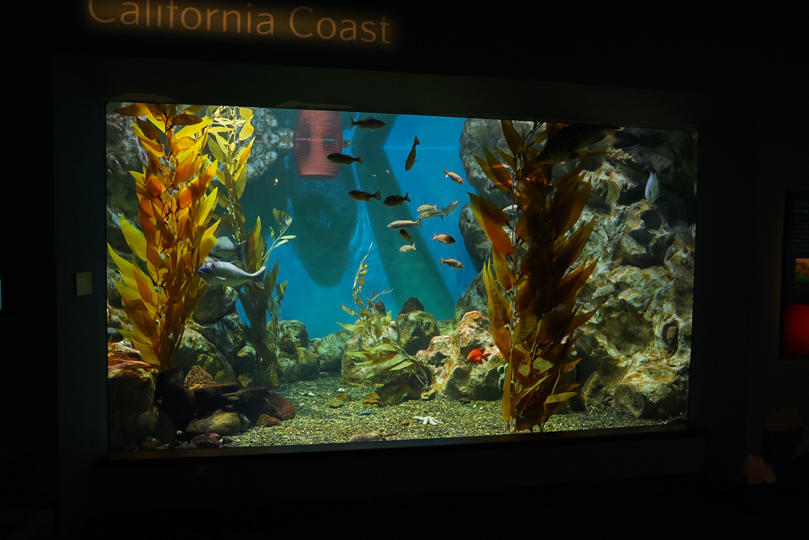 "California Kelp Forest" exhibit (California Coast)