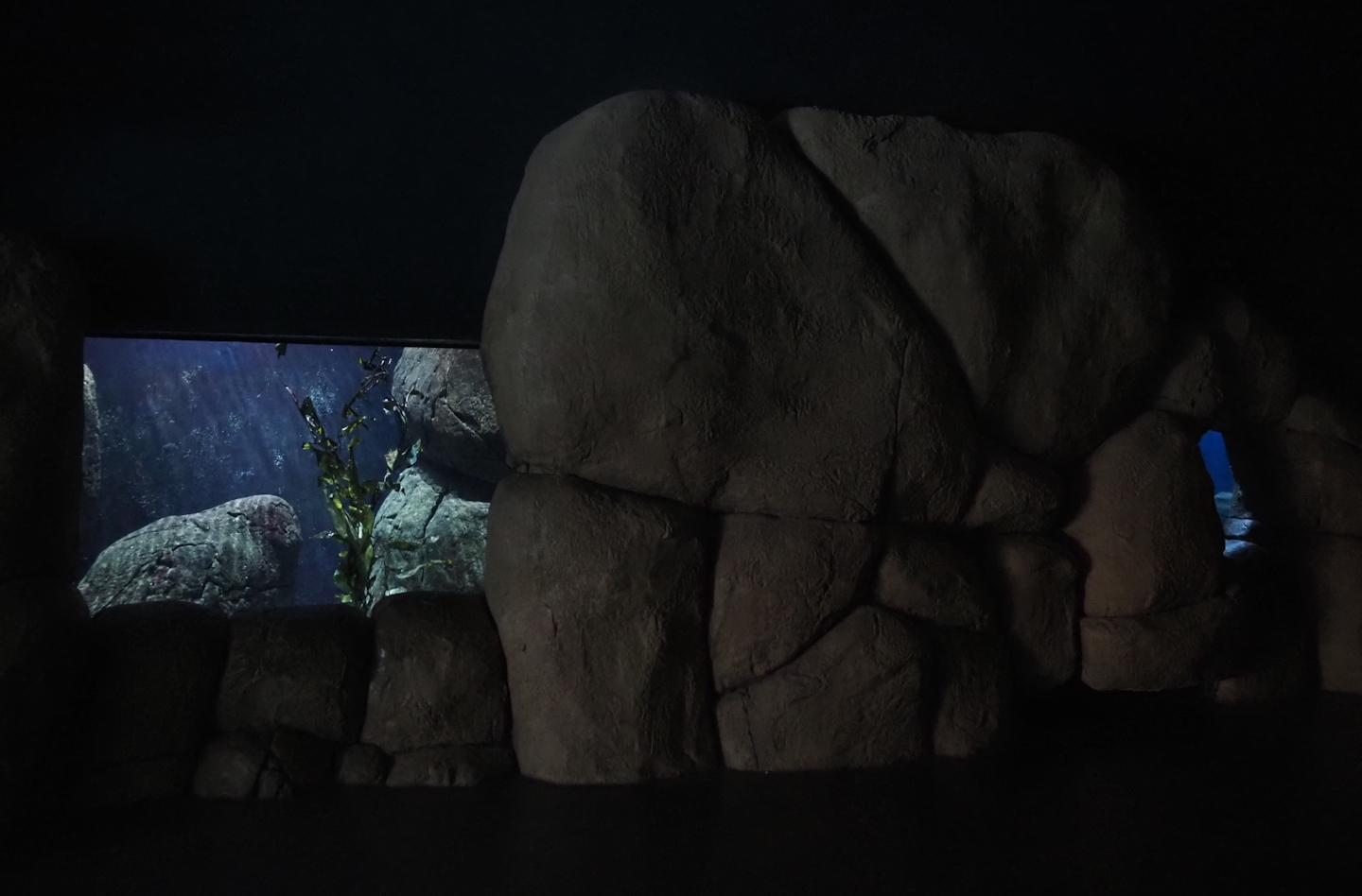 California kelp forest seafloor and Kelp forest tanks (Now gone), 2024-06-30