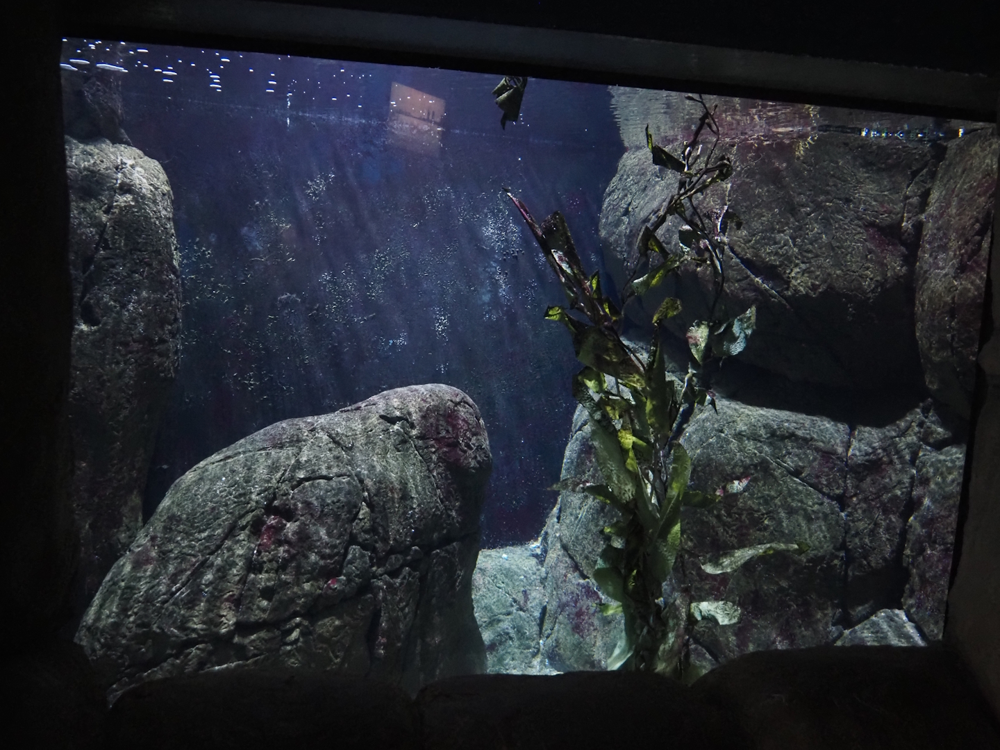 California kelp forest seafloor tank (Now gone), 2024-06-30