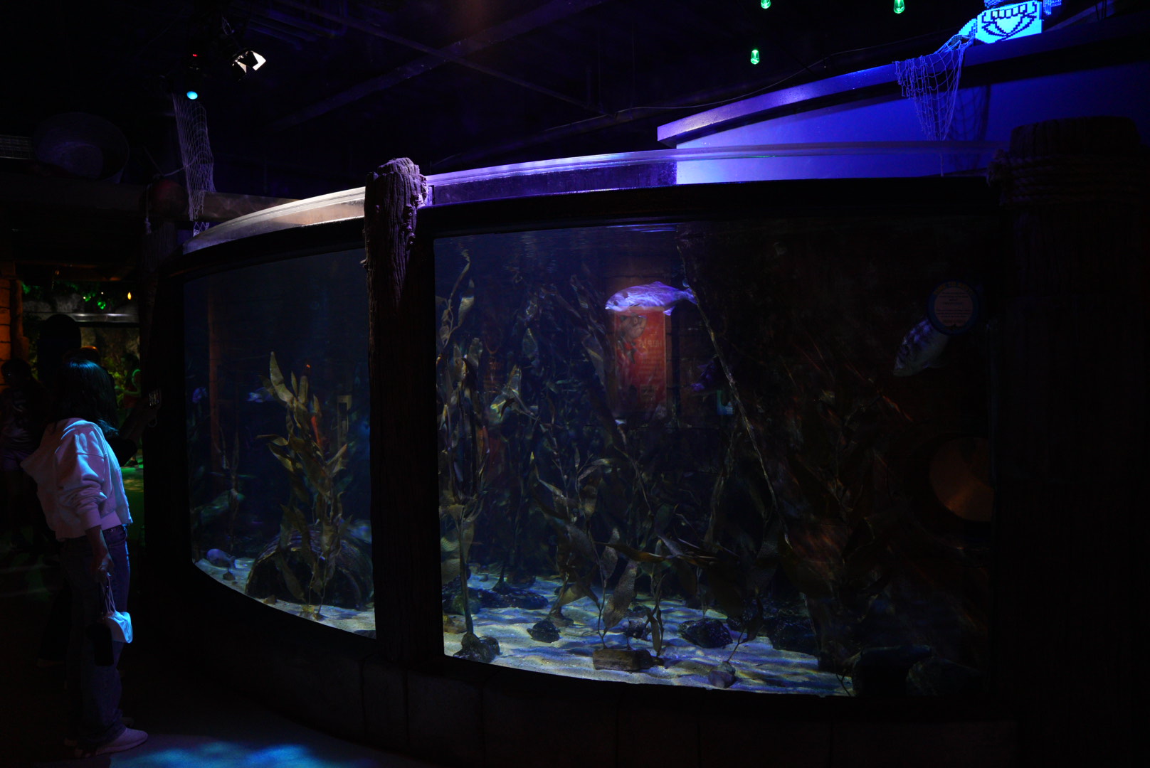 California Kelp Forest Tank #1