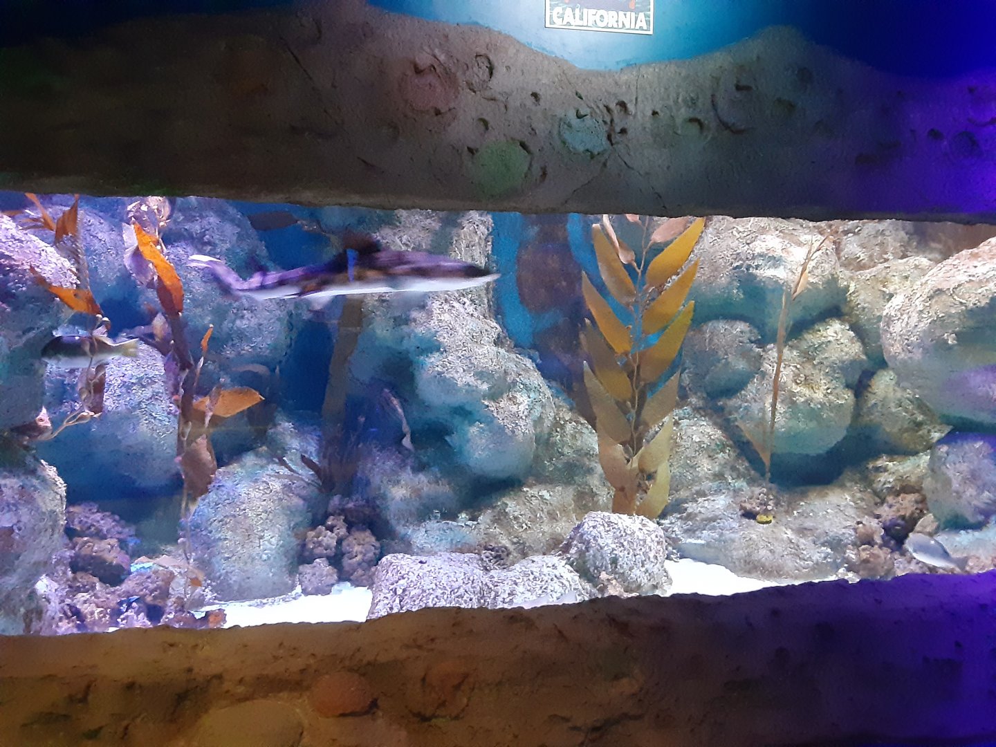 California Kelp Forest Tank- including Leopard Shark