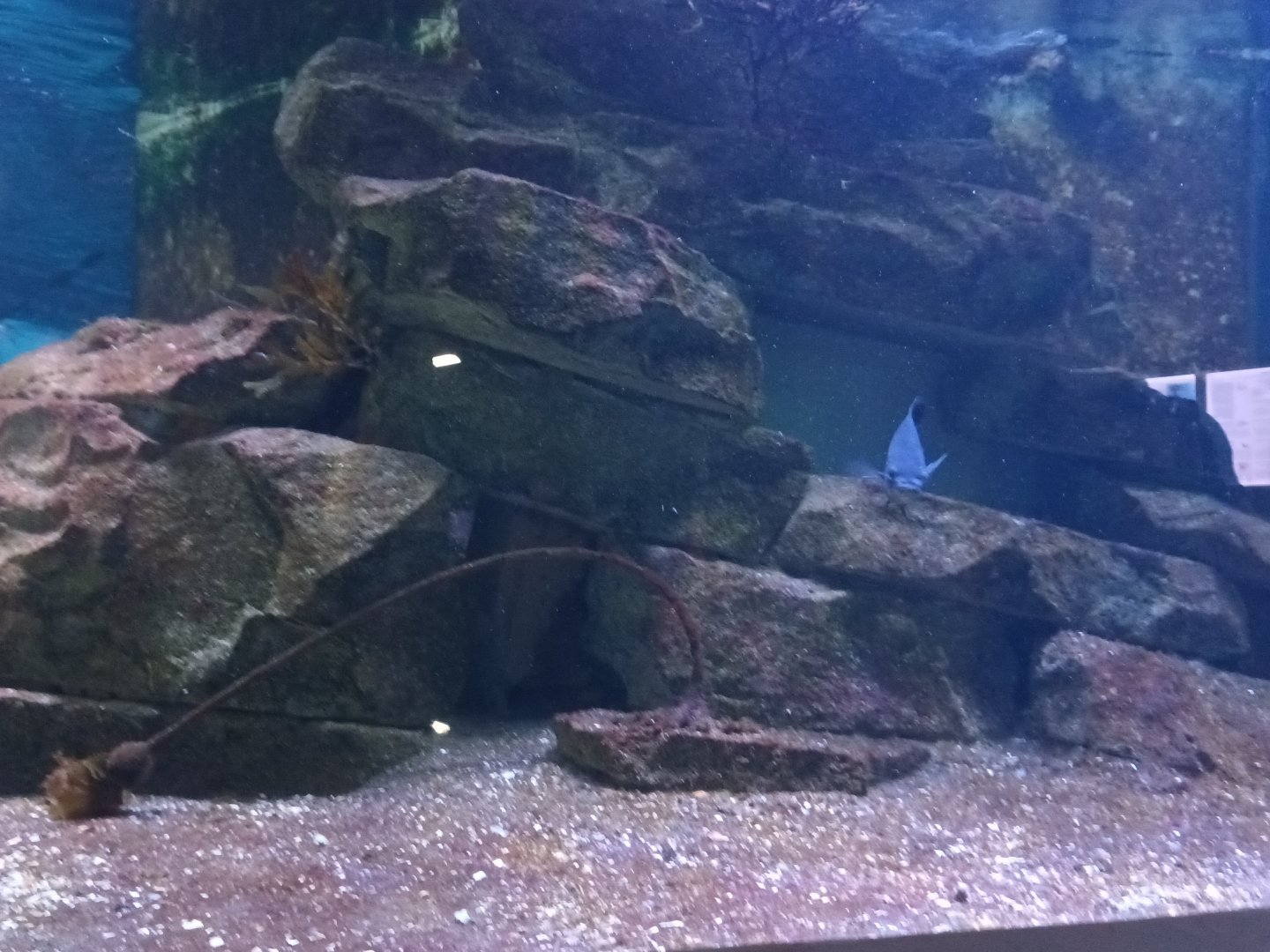 California Kelp Forest Tank