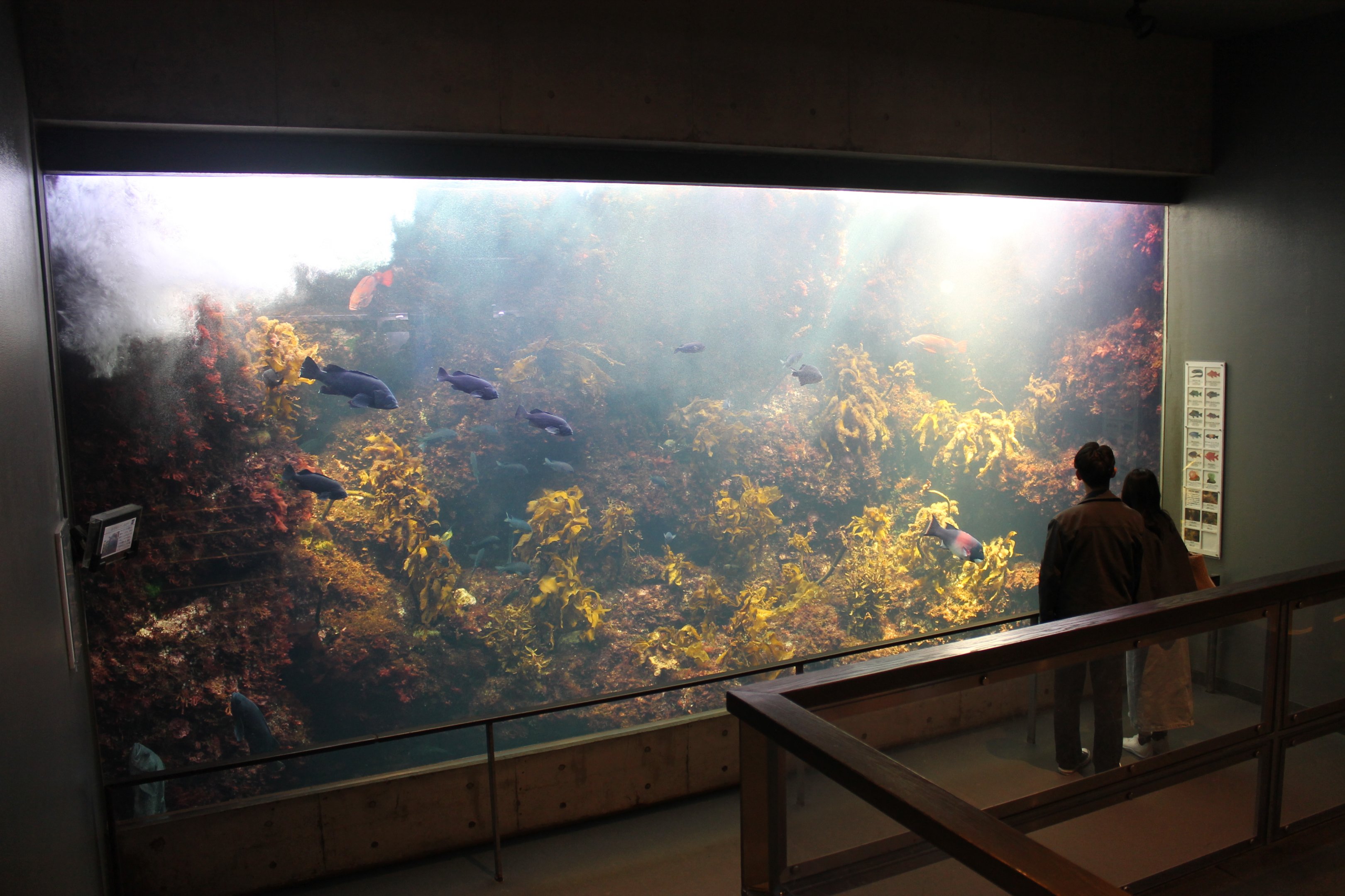 California Kelp Forest