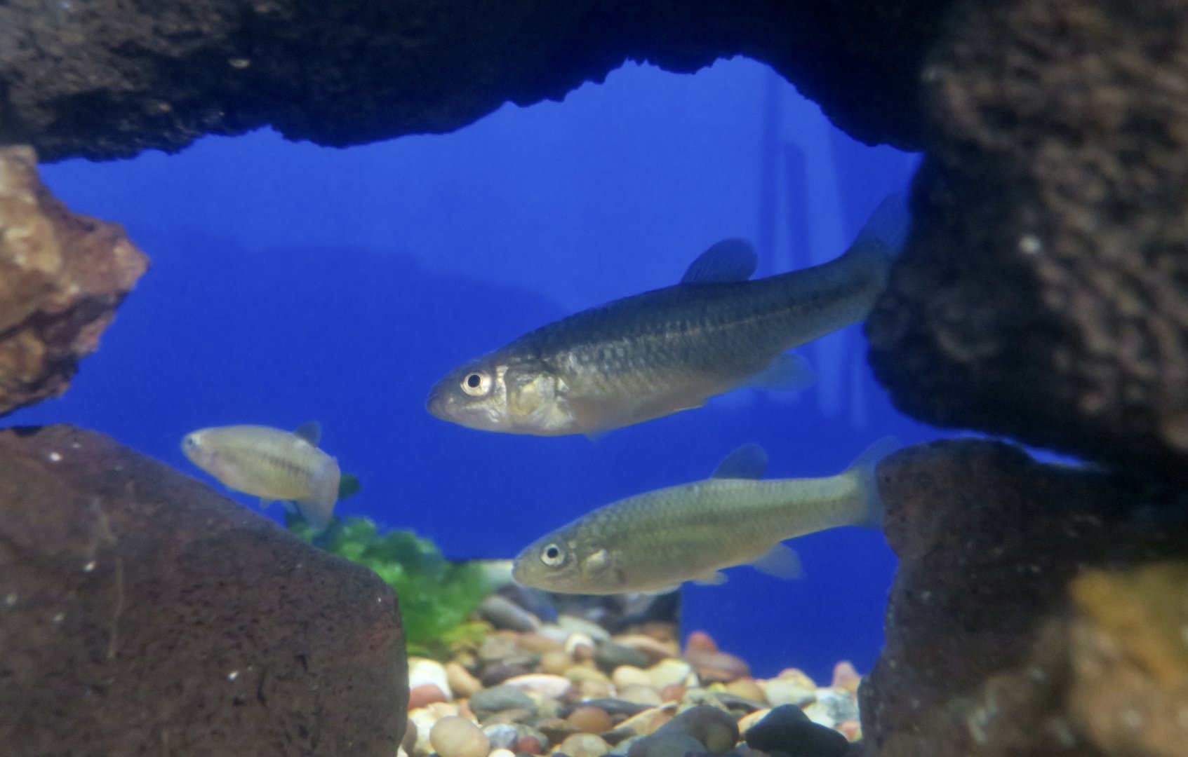 California Killifish (Fundulus parvipinnis)
