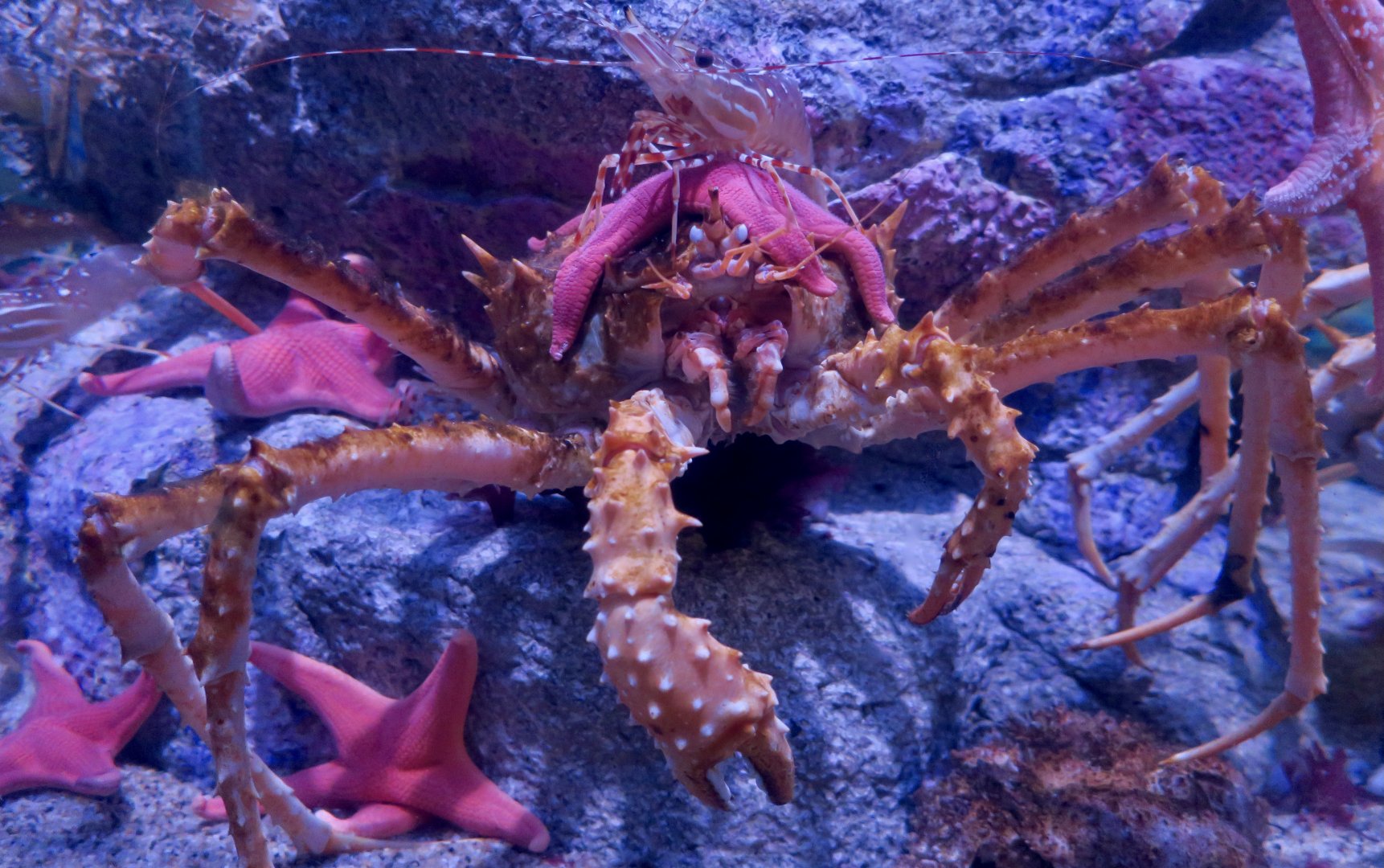 California King Crab (Paralithodes californiensis), Vermilion Sea Star (Mediaster aequalis), and California Spot Prawn (Pandalus platyceros))