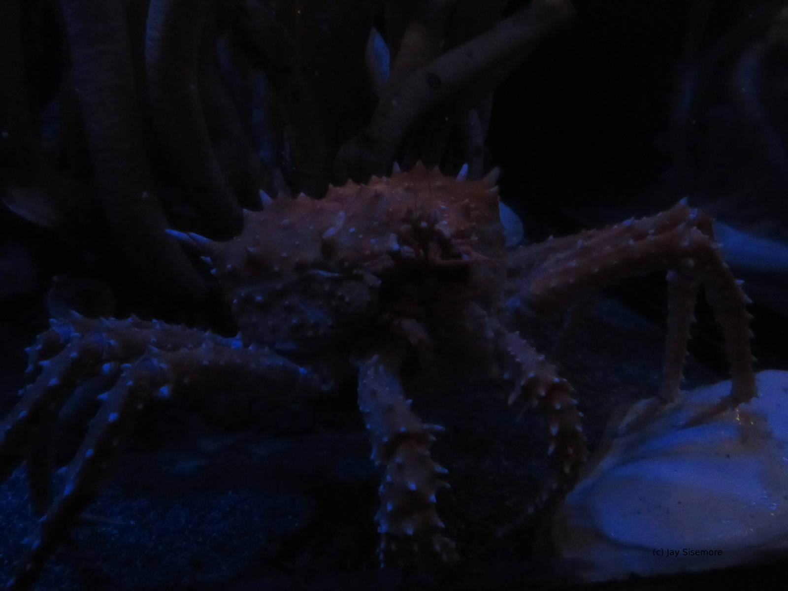 California King Crab