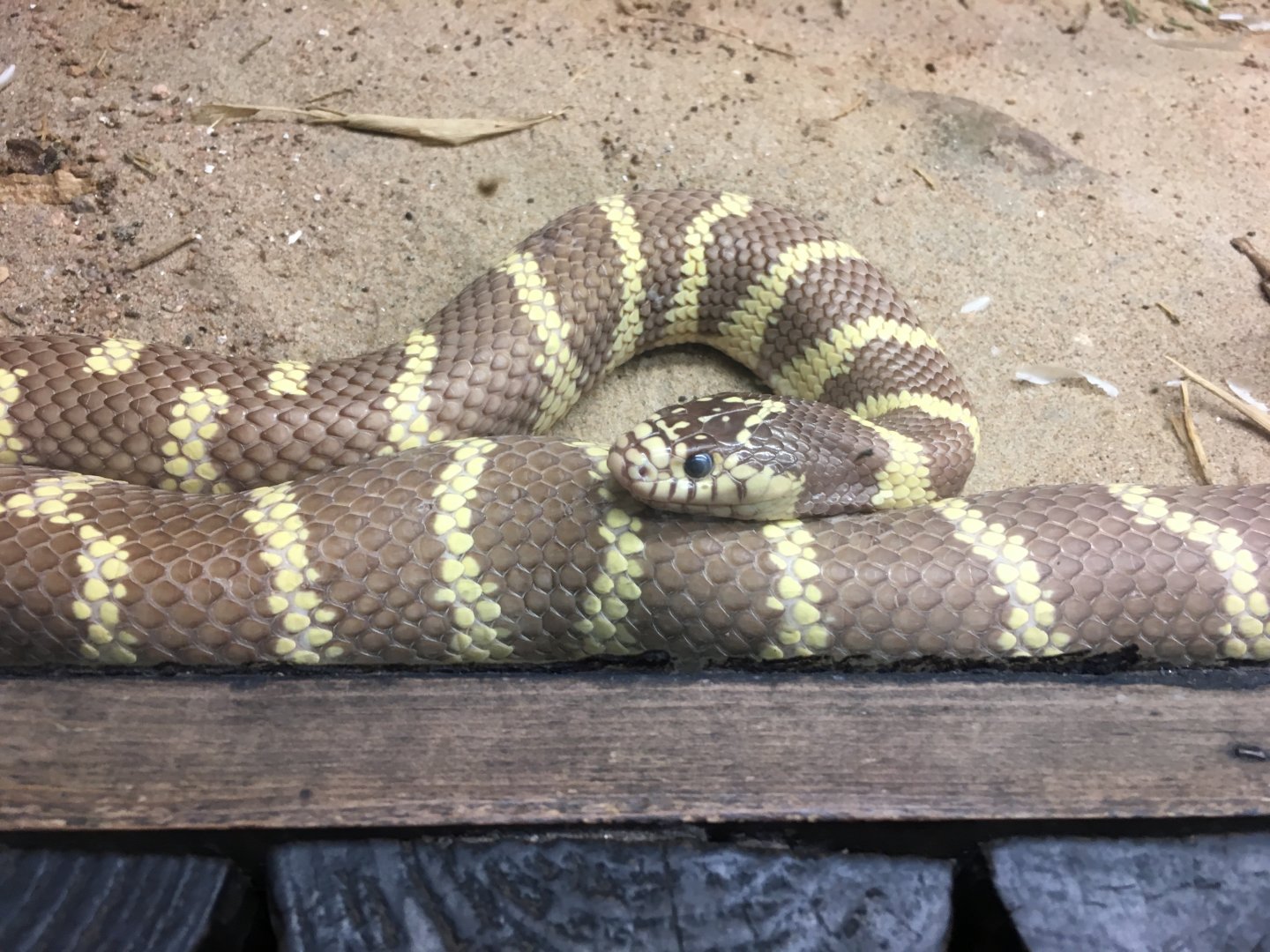 California king snake 040817