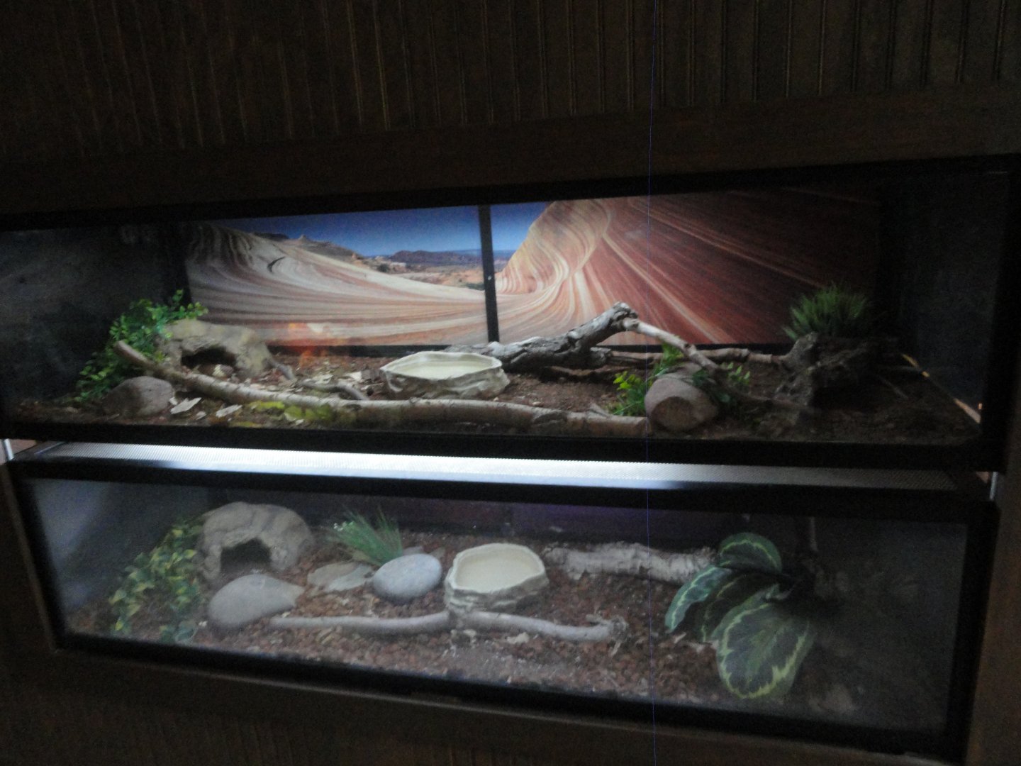 California King Snake & Ball Python Exhibits