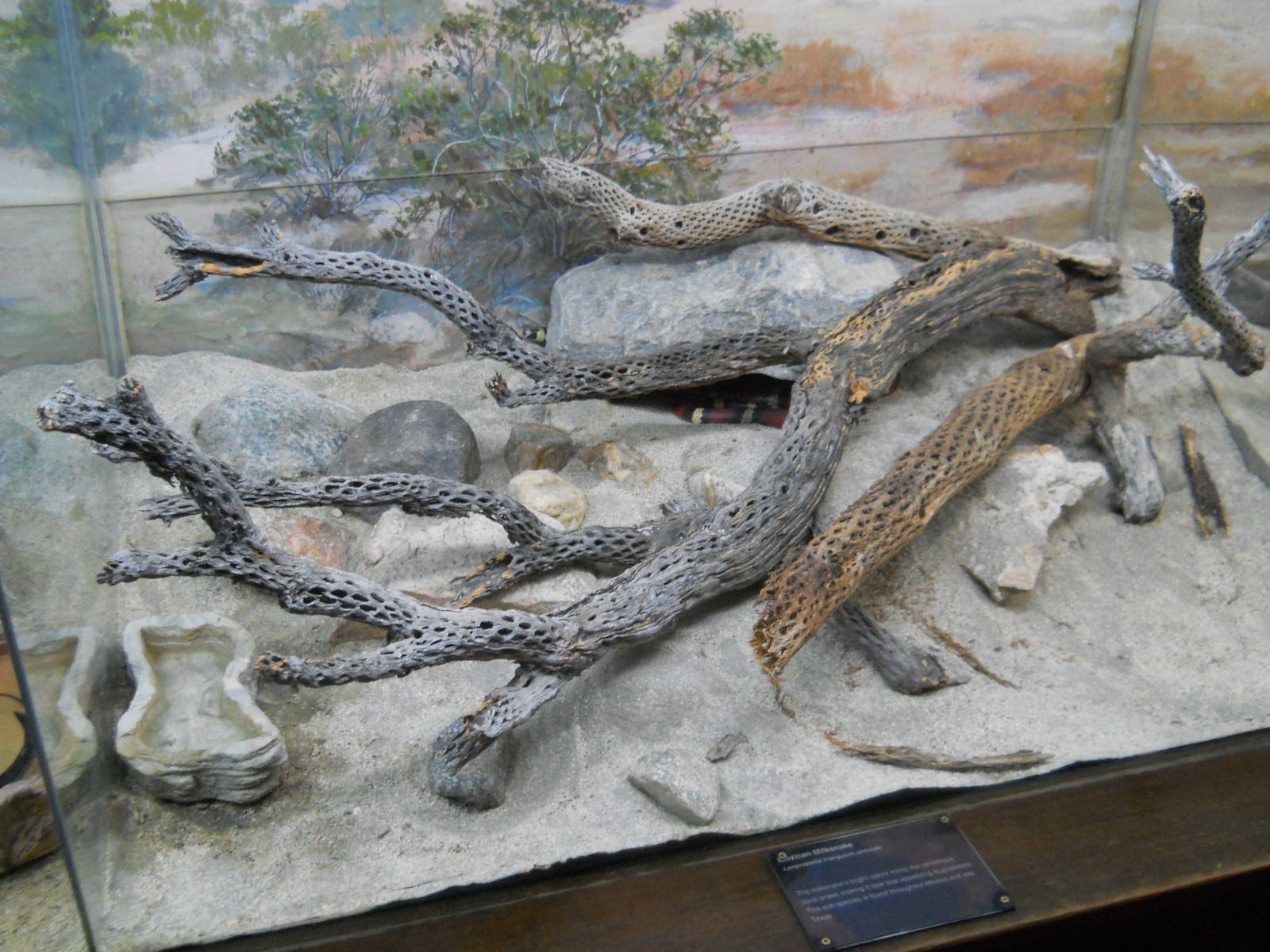 California King Snake exhibit