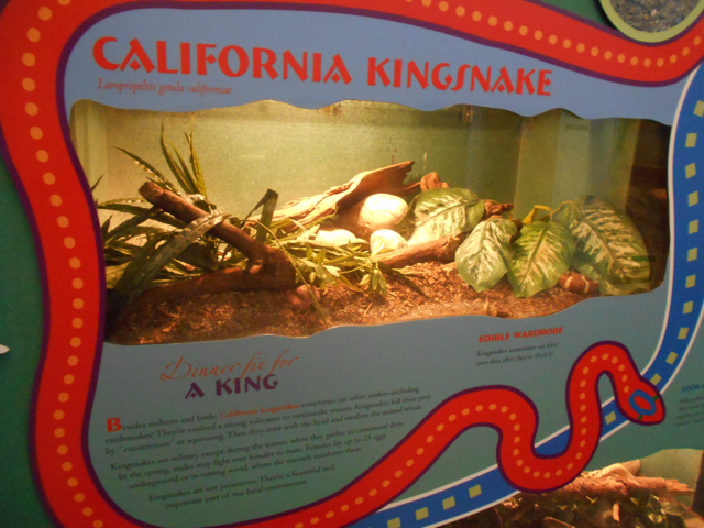 California king snake exhibit