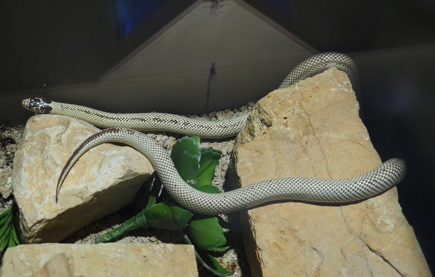 California king snake morph (Lampropeltis getula californiae), 2019-10-04