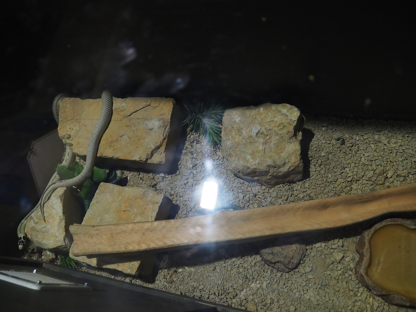 California king snake morph terrarium, 2019-10-04