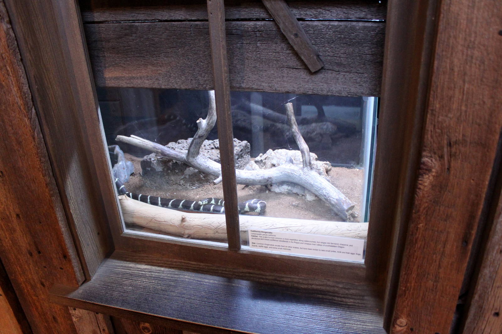 California King Snake