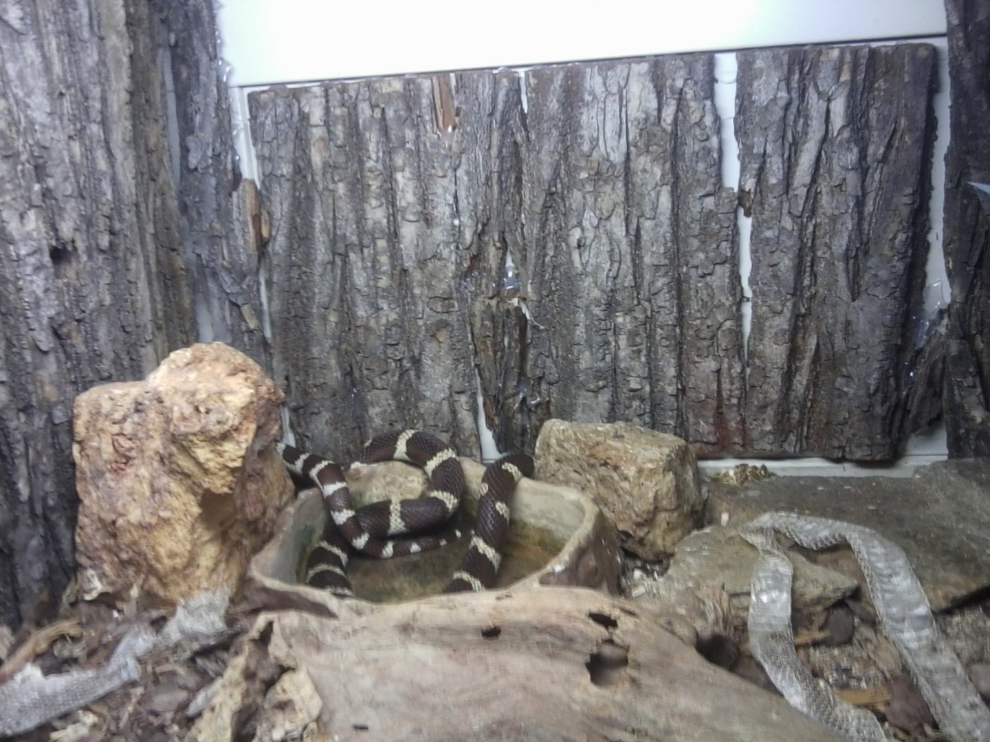 California King Snake