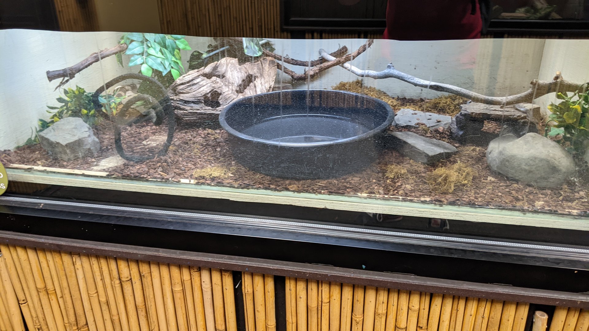 California King Snake