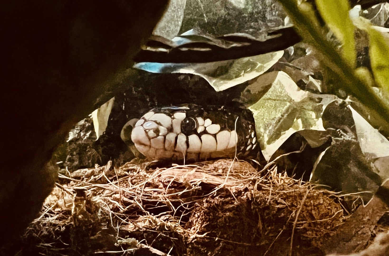 California King Snake