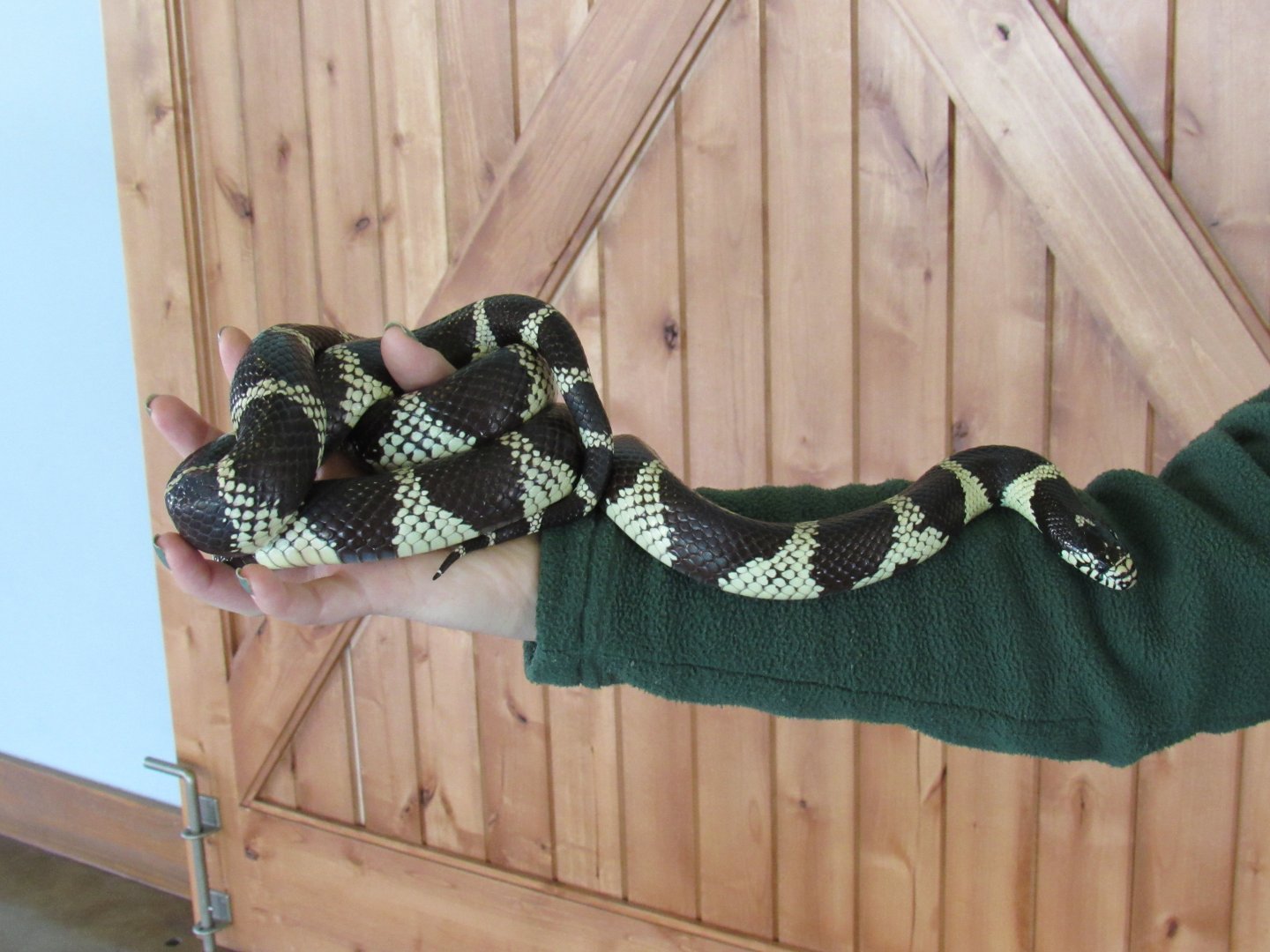 California Kingsnake (ambassador)