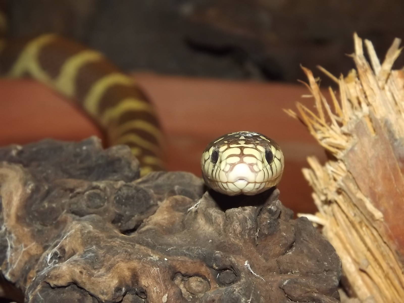 California Kingsnake at Blackpool Zoo 03/08/12
