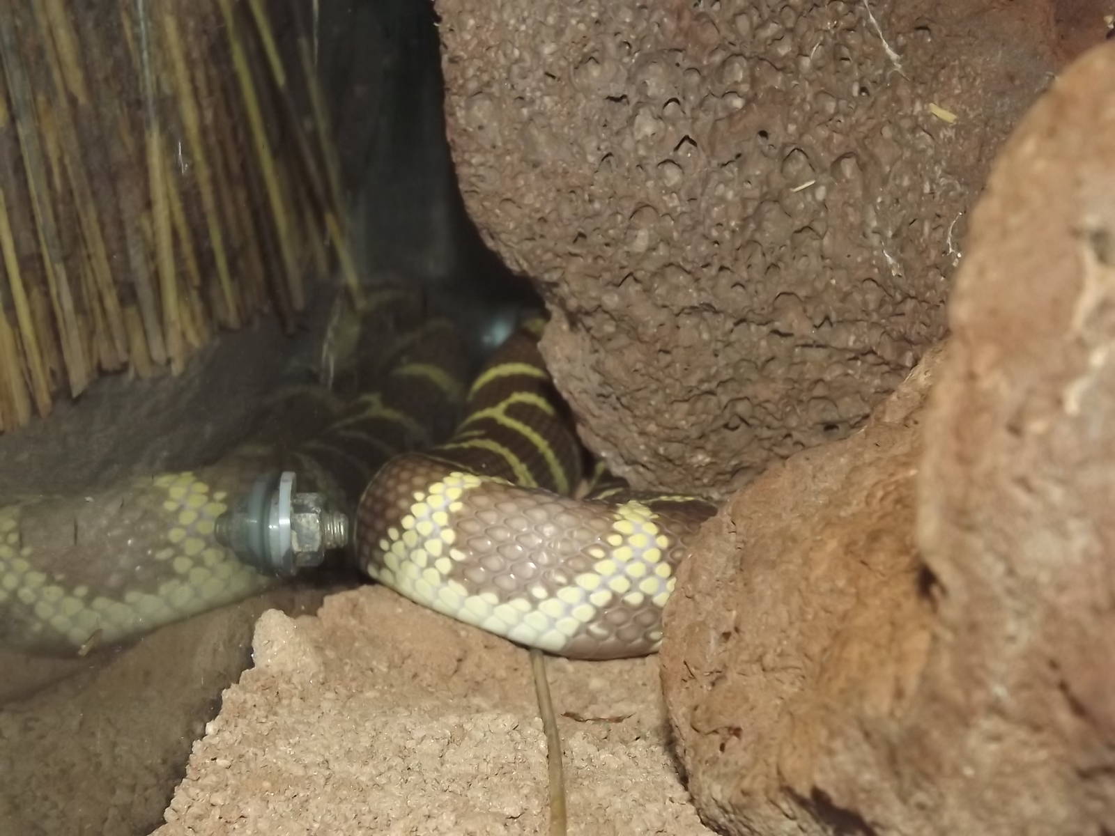 California Kingsnake at Blackpool Zoo 28/07/12