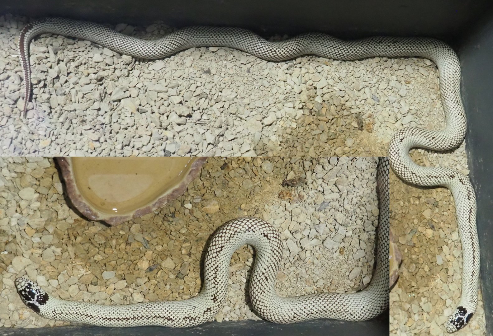 California kingsnake breeding form (Lampropeltis getula californiae), 2020-09-02