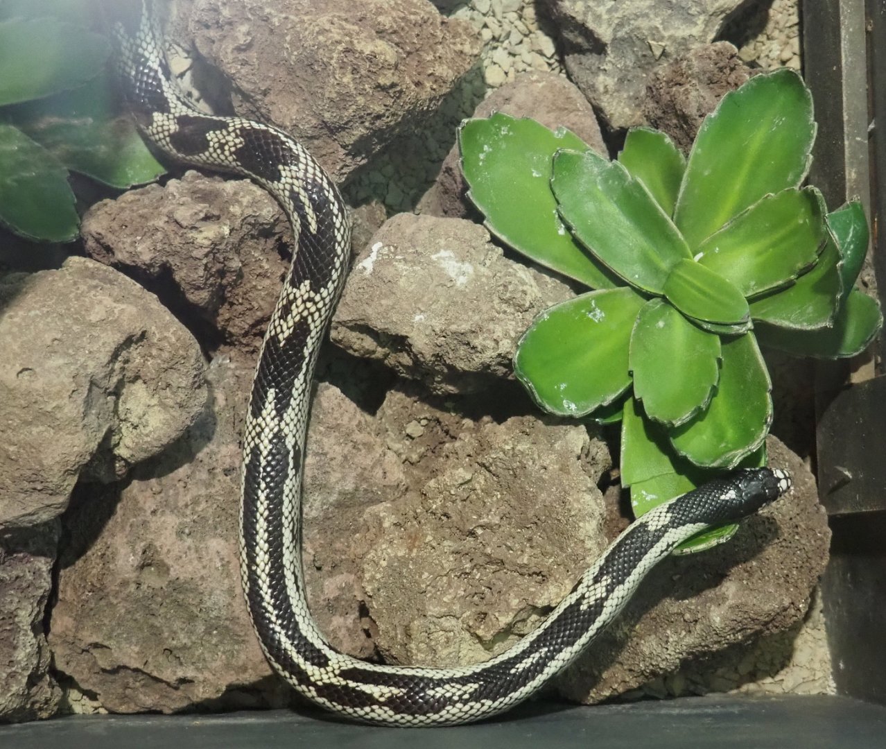 California kingsnake breeding form (Lampropeltis getula californiae), 2020-09-02