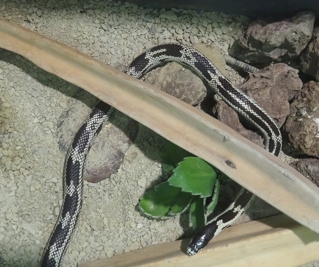 California kingsnake, Breeding form (Lampropeltis getula californiae), 2021-09-03