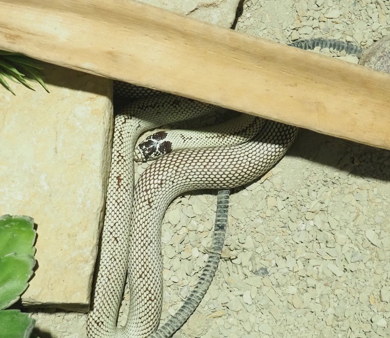 California kingsnake Breeding form (Lampropeltis getula californiae), 2023-05-15