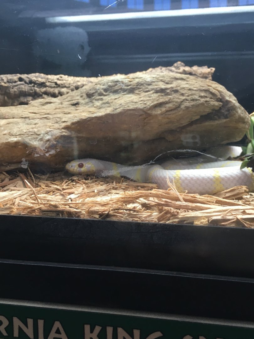 California Kingsnake | Cincinnati Zoo