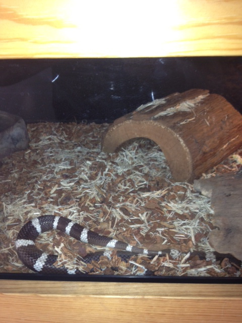 California kingsnake enclosure