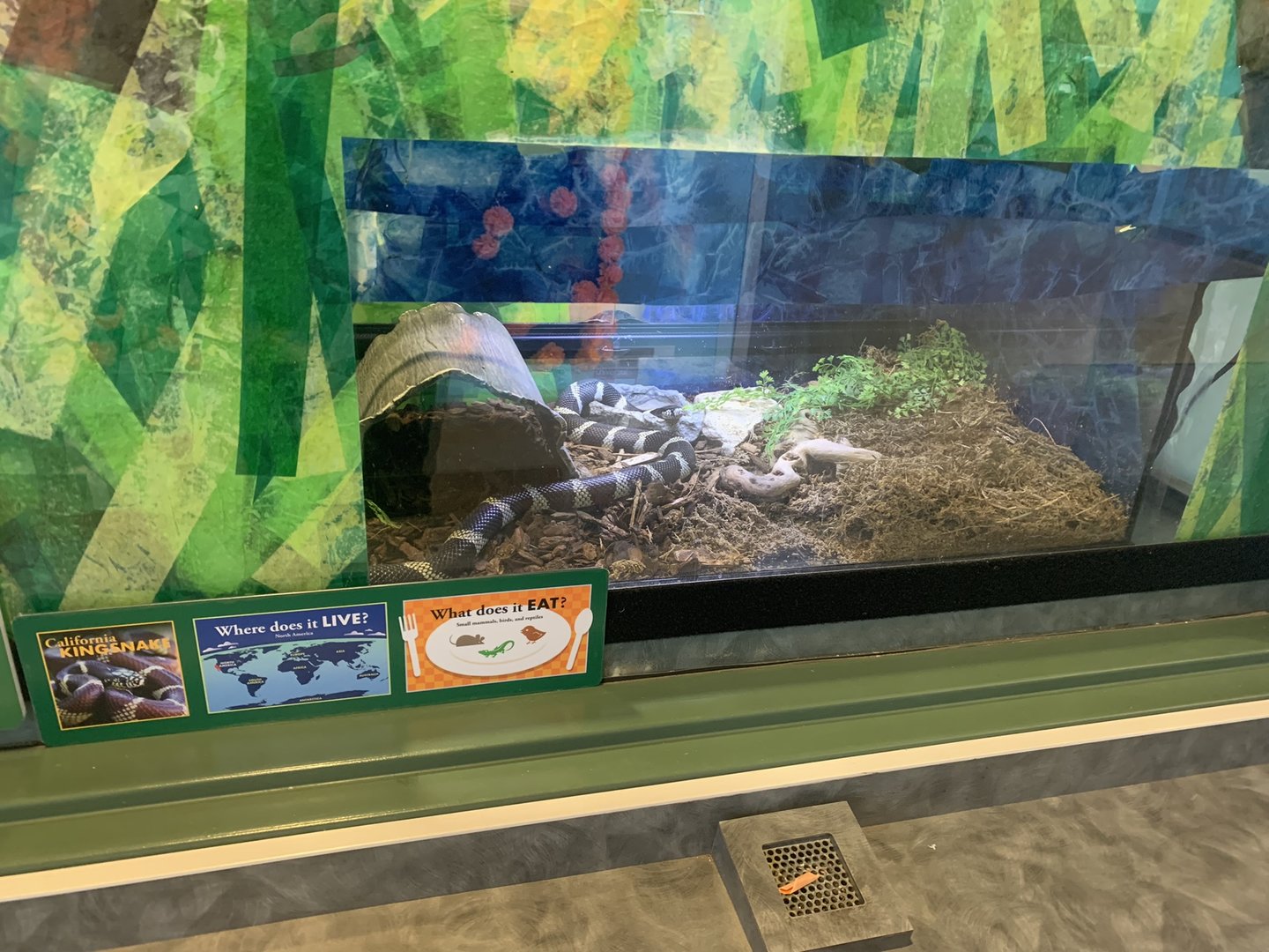 California kingsnake enclosure