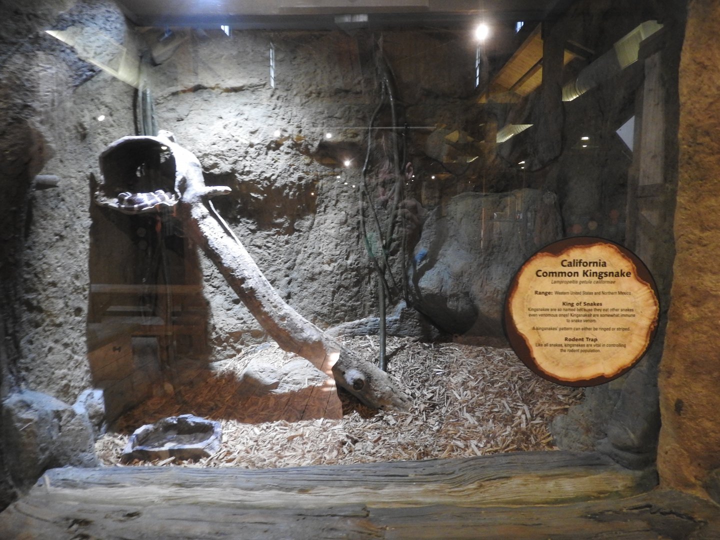 California Kingsnake exhibit #1