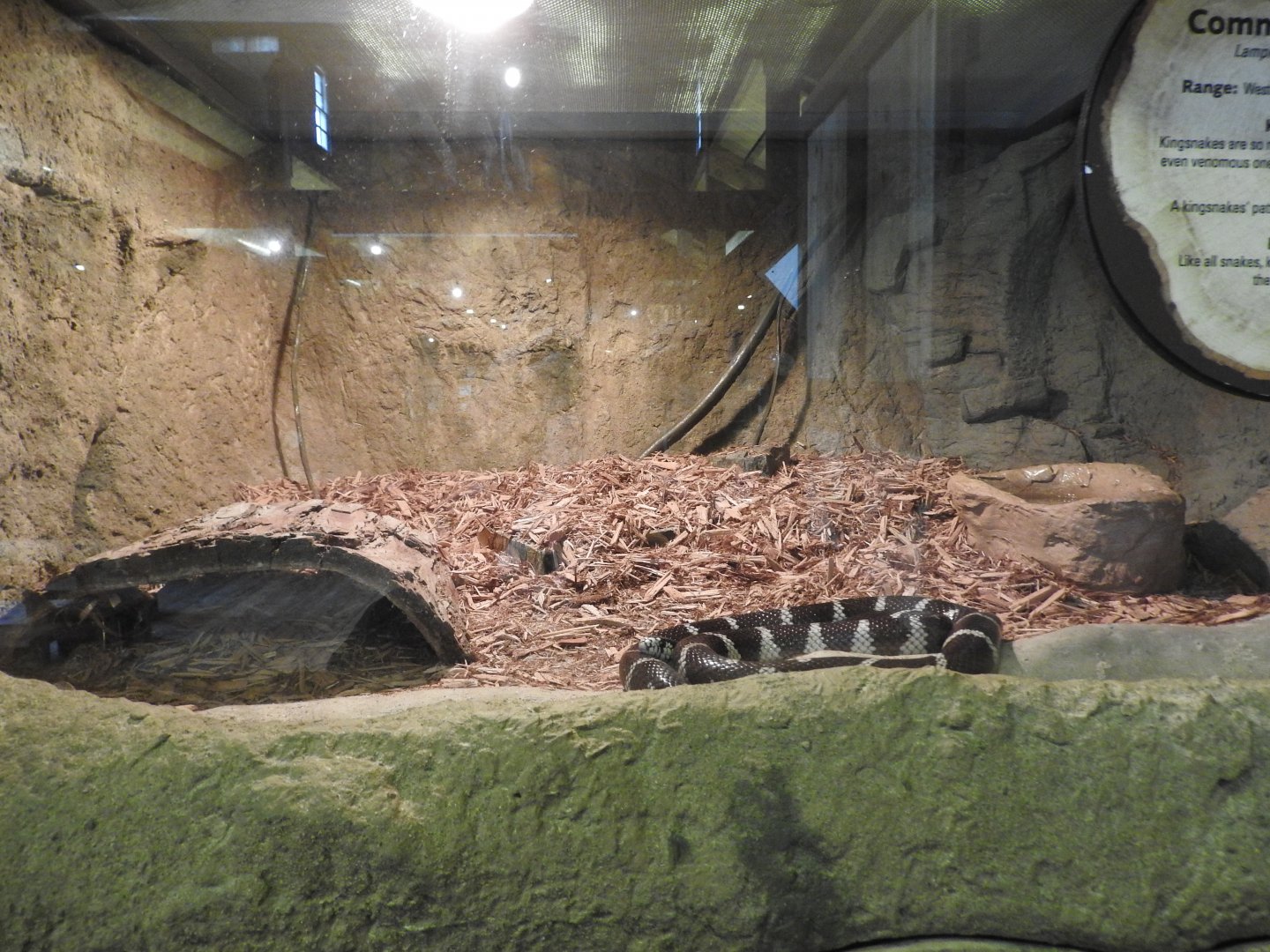 California Kingsnake exhibit #2