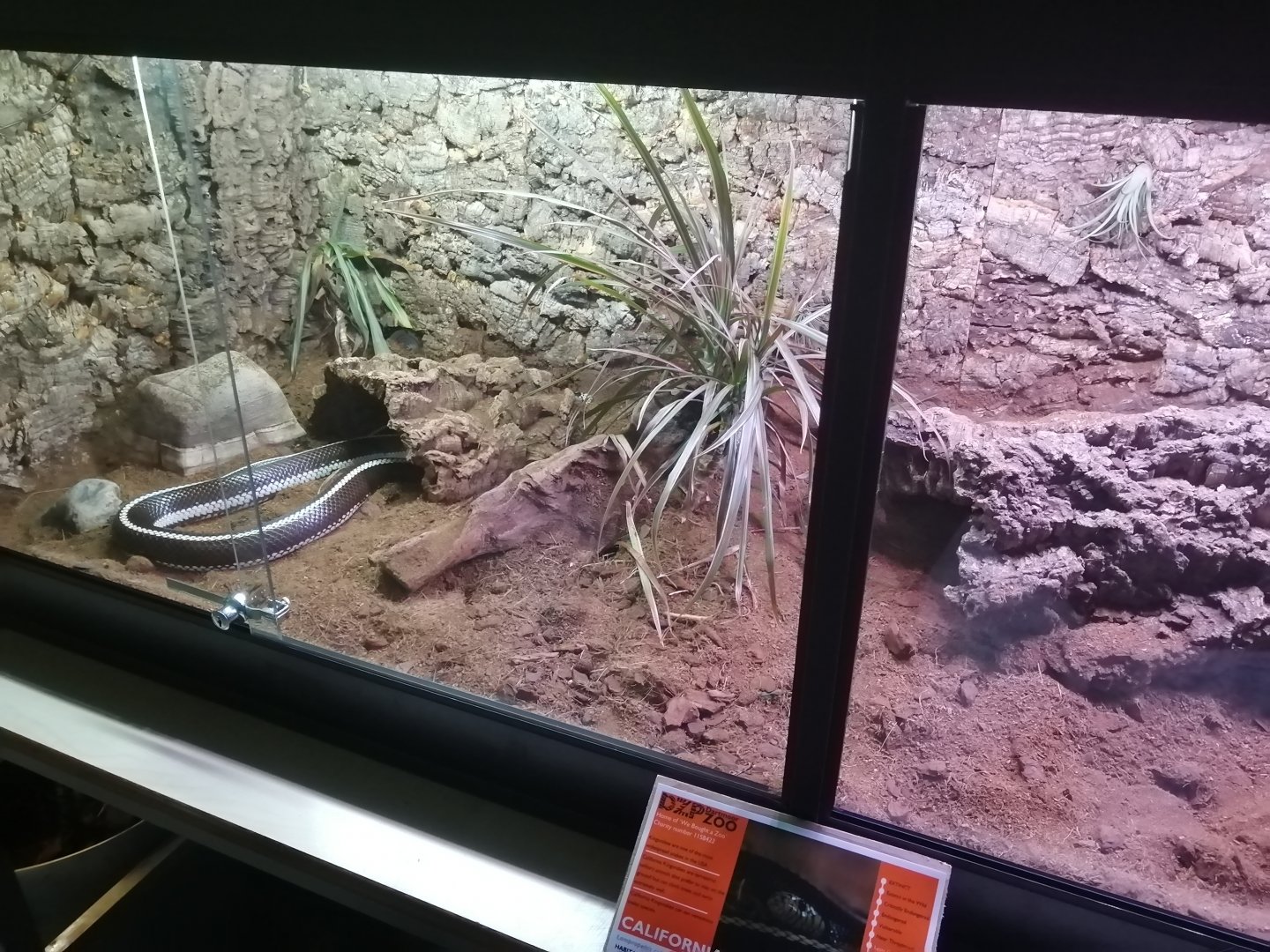 California Kingsnake Exhibit - 24/8