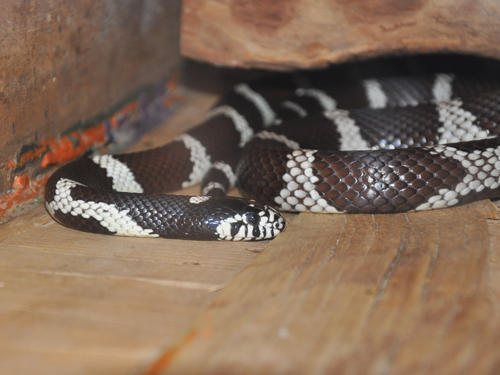 California Kingsnake in Kishinev Zoo