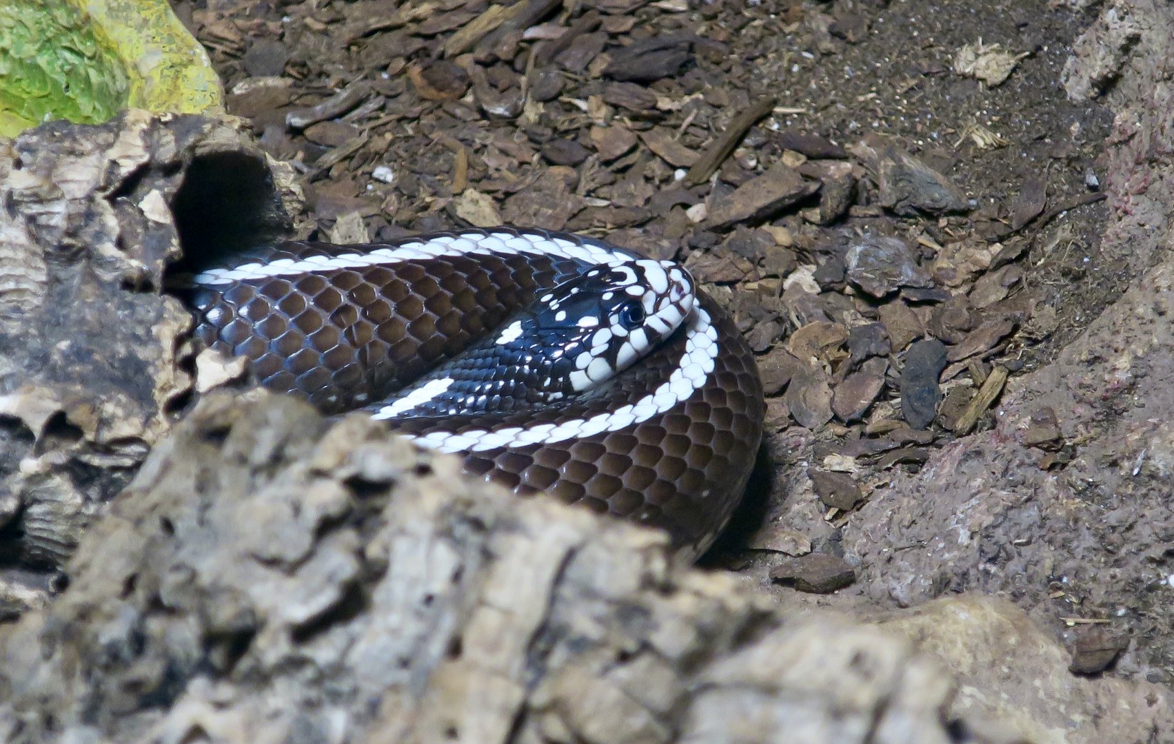 California Kingsnake (Lampropeltis californiae) - San Diego striped locality