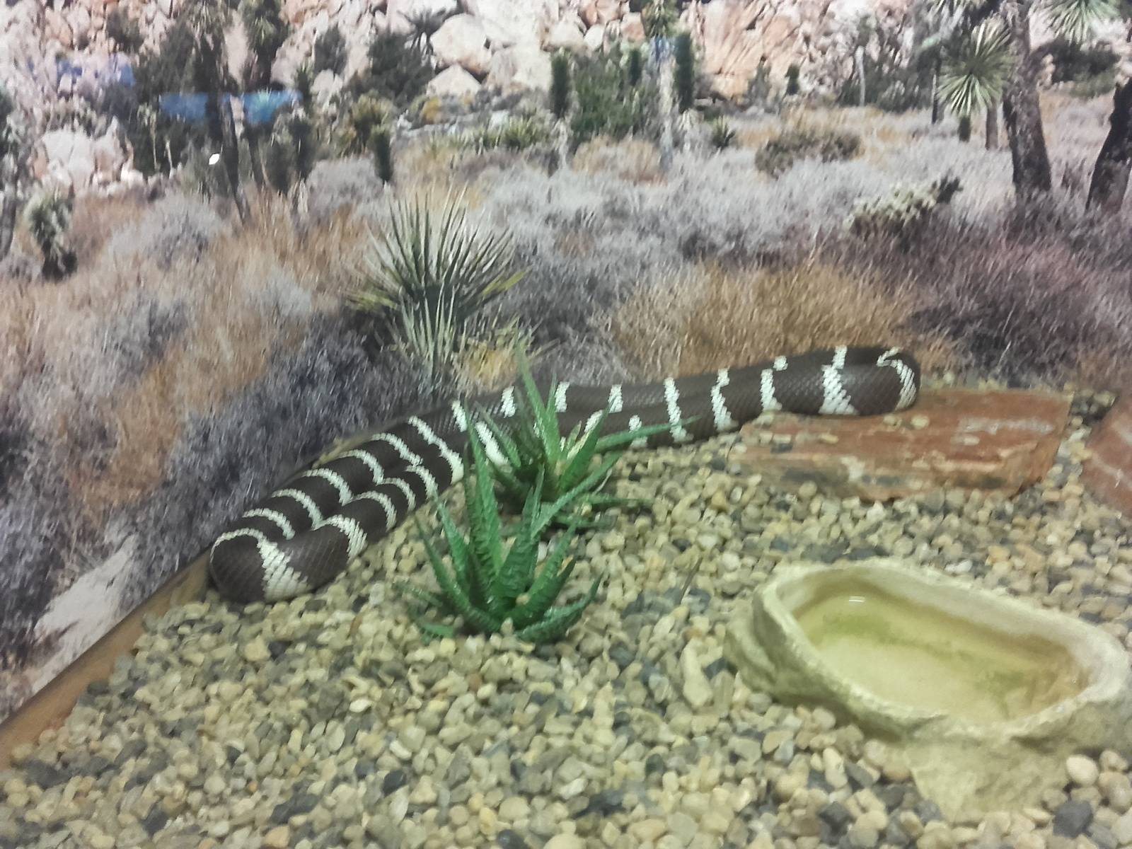 California kingsnake (Lampropeltis californiae)