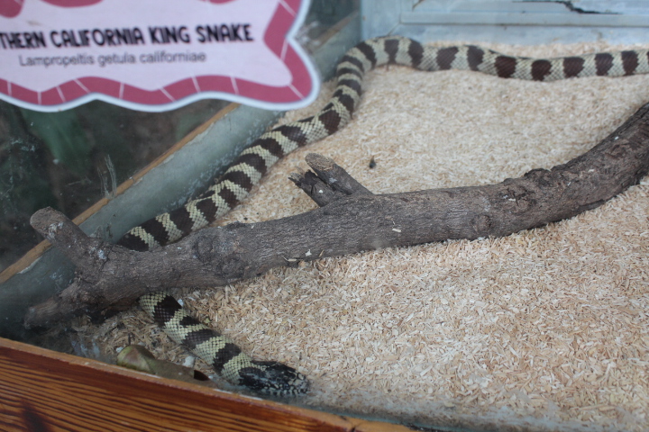 California kingsnake (Lampropeltis californiae)