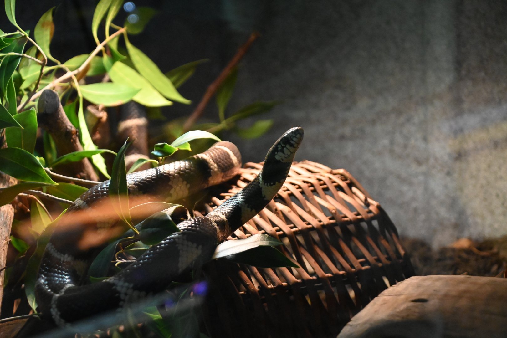 California kingsnake (Lampropeltis californiae)