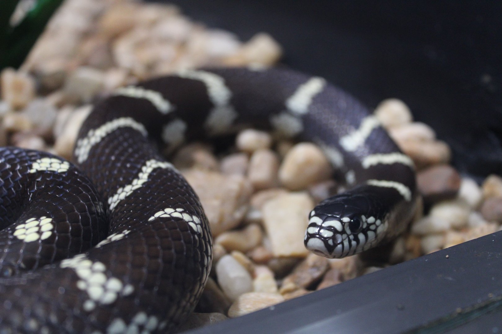 California Kingsnake (Lampropeltis californiae)