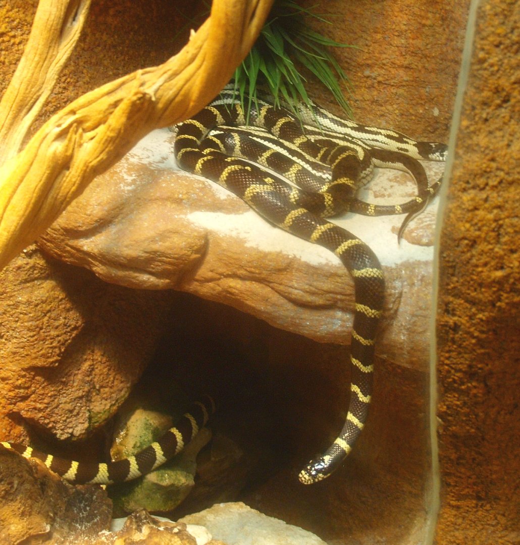 California kingsnake (Lampropeltis getula californiae), 2017-02-06